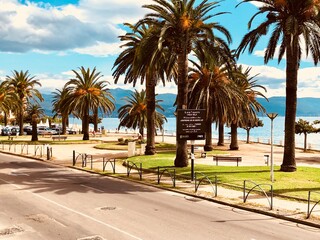 palm trees on the beach