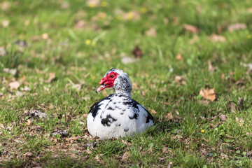 Black and white duck with red edging. The duck is on a green field.