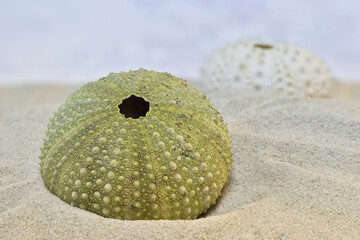 Green sea urchin skeleton on the sand beach, shallow depth of field macro photography