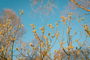 Blooming buds of a willow tree.