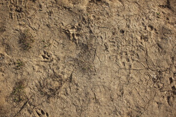 texture of the sand