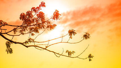 A warm tone view of a tree branch with spring foliage.