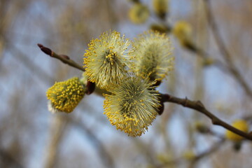 Fototapeta premium willow branches with catkins