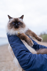 Holding a Balinese cat