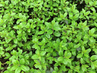 Green background of bush leaves with drops of rain water.