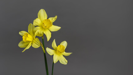 Narcissus -three flowers Yellow daffodil on gray background