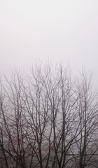Fototapeta na wymiar Trees in the fog on a cold winter's