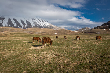Fototapeta premium cows in the mountains