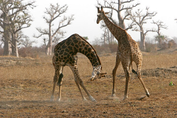 Naklejka na ściany i meble girafe (giraffa camelopardalis)