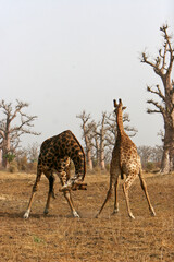 girafe (giraffa camelopardalis)