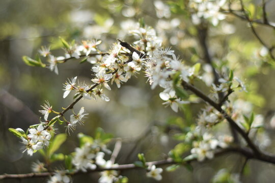 Blackthorn with sloe blossom prunus spinosa and bokeh background