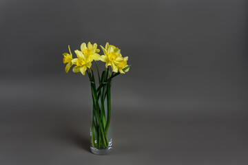 Fototapeta na wymiar Narcissus - a bouquet of flowers in a vase, Yellow daffodil on gray background