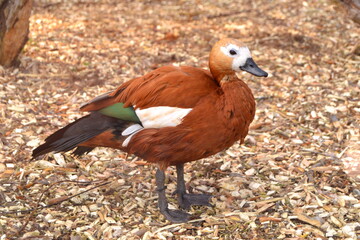 Portrait of a cute colorful mallard duck