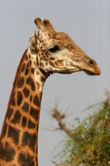 girafe (giraffa camelopardalis)