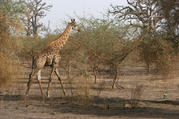 girafe (giraffa camelopardalis)