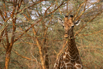 girafe (giraffa camelopardalis)