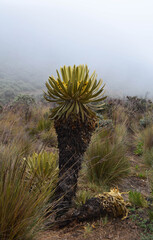 Parque de los nevados en colombia