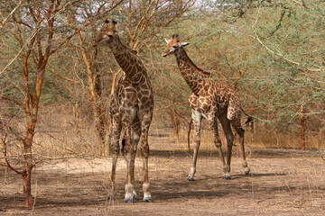 girafe (giraffa camelopardalis)