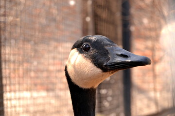 Portrait of Canadian Goose looking at camera