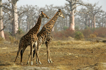 girafe (giraffa camelopardalis)