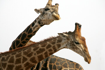 girafe (giraffa camelopardalis)