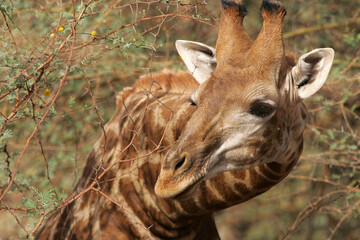 girafe (giraffa camelopardalis)