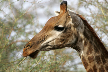 girafe (giraffa camelopardalis)
