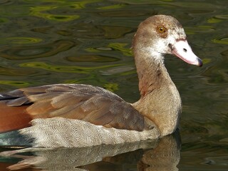 Nilgans schwimmend im Wasser