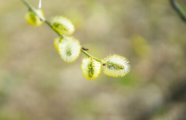 Blooming willow branch close up. Image with selective focus