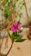 Obraz na płótnie Canvas pink flower with green leaves closeup