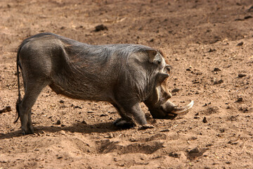 phacochère (phacochoerus aethiopicus)