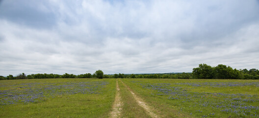Fototapeta na wymiar Dirtroad thru a Bluebonnets wildflower field with trees and blue sky background