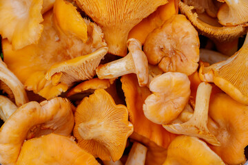 Time of summer mushrooms. Washed and peeled golden chanterelles mushrooms as a background (Cantharellus cibarius)