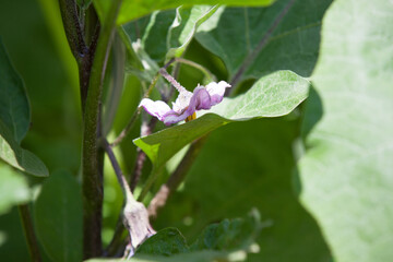 Flowering eggplant (Solanum melongena)