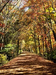 Naklejka premium path in autumn forest