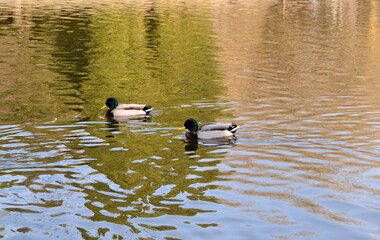 Couple of duck and drake are swimming in pond