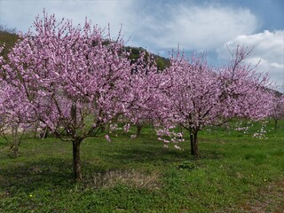 Rosa blühende Moselweinbergpfirsich / Roter Weinbergpfirsich-Bäume auf grüner Wiese an der Mosel