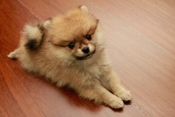 Fototapeta na wymiar pomeranian puppy on a wooden floor