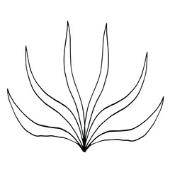 Hand drawn vector botanical illustration. Isolated objects on white.