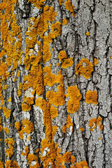 bark of a tree