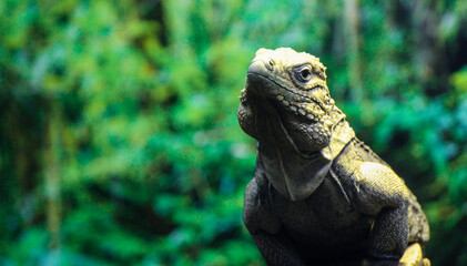 Cuban Iguana 