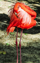 pink flamingo on the beach