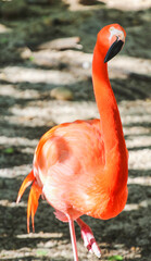Curious Flamingo 