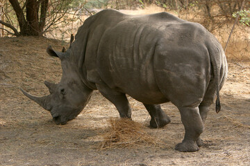 Obraz premium rhinoceros Blanc (ceratotherium simum)