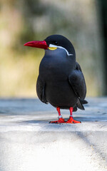 Inca Tern 