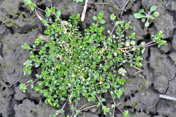 In the spring, Stellaria media grows in nature