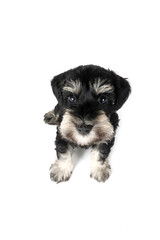 black and white puppy schnauzer
