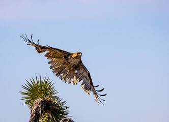 Red-tailed hawk taking flight.