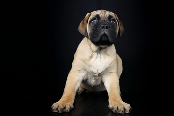 Puppy bullmastiff isolated on black 