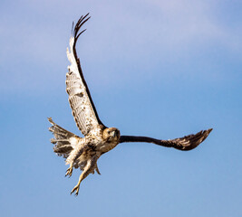 hawk in flight